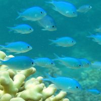 Phylogenetics, ancestral biogeography, biodiversity, endemism and provinciality of coral reef fishes