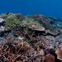 Spatial patterns of nutrient enrichment from river discharge in the Great Barrier Reef and  consequent effects