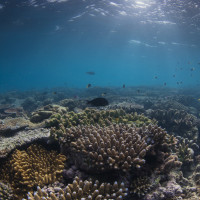 Biogeographic Analysis to Guide Better Management: A Case Study of the Great Barrier Reef