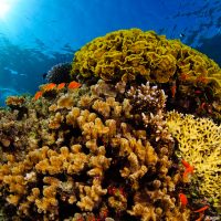 Why do corals in the Gulf of Aqaba (Red Sea) do not bleach in spite of warming but sometimes die due to massive algal blooms?