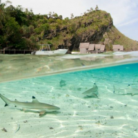 Ecological energetics of climate change for tropical sharks