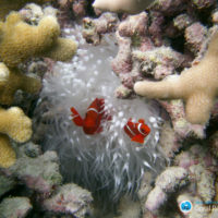 Coral reefs and climate change: Transformation and surprises from the heart of the 2015-2016 El Niño