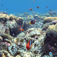 The changing face of Marine Park Management: adaptive management of marine and island habitats in the Great Barrier Reef