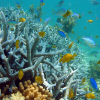 Boats & ships leave baby reef fish vulnerable to predators