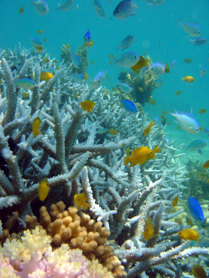 The noise from boats and ships slows down juvenile fish activity, making them more vulnerable to their predators. Credit: Mark McCormick.