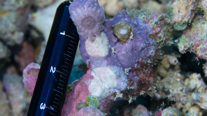 Early stage herbivorous crown-of-thorns starfish camouflaged against the coralline algae that it has been feeding on, with a recent feeding scar directly adjacent. Photo credit: Daniel J. Schultz.