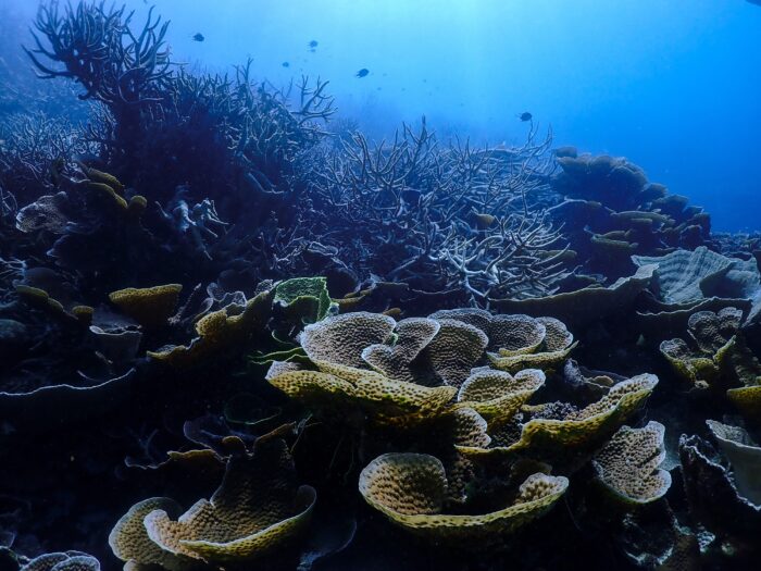 The study mapped the the ancient history of the Great Barrier Reef, back some one million years, to when inshore corals from Magnetic Island first diverged from their northern reef kin. Image: Kristen Hoel/Unsplash.