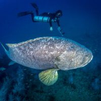 Great minds think alike to preserve iconic Australian shipwreck