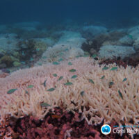 Rapid-fire climate extremes leave the Great Barrier Reef a bleached ‘checkerboard’