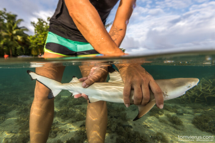 A newborn blacktip reef shark is released on a nursery in Mo'orea, French Polynesia